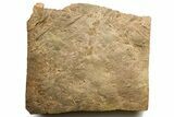 Cruziana (Fossil Trilobite Trackway) - Morocco #375339-1